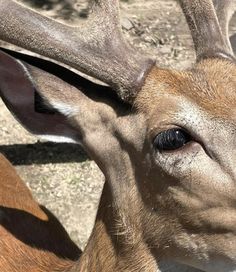 an antelope is looking at the camera while standing in front of another deer