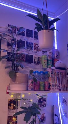 some plants are sitting on top of shelves in a room with posters and lights behind them