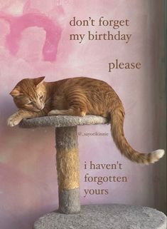 an orange cat laying on top of a scratching post with the caption don't forget my birthday please i haven't forgotten yours