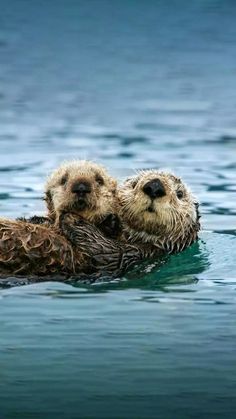 two sea otters are swimming in the ocean together, one is holding its baby