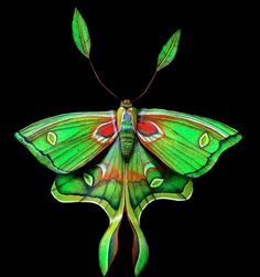 a green and red moth with long wings on a black backgrounge background