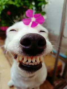 a white dog with a pink flower in it's hair is smiling at the camera