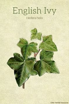 Herb Benefits, Draw Tutorial, Hedera Helix, English Ivy, Ivy Plants, Wild Plants, Healing Herbs