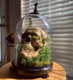 a fake skull under a glass dome with moss growing on it's head and eyes