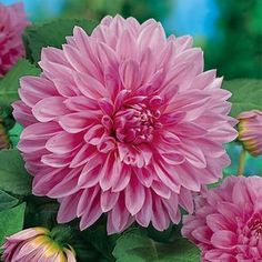 pink flowers with green leaves in the foreground