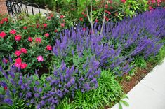 10 Best Companion Plants For Lavender Knockout Roses Care, Pruning Knockout Roses, Knockout Rose Tree, Double Knockout Roses, May Night Salvia, Roses Garden Care, Rose Companion Plants, Blue Salvia, Drift Roses