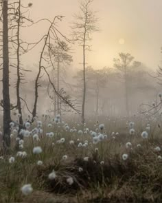 the sun shines through the foggy trees and grass in the woods on a misty day