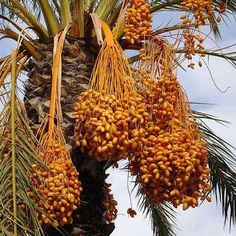 bunches of fruit hanging from a palm tree with sky in the backgroud