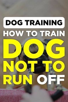 Unlocking the Potential: Dog Brain Training Techniques Dog Spay Recovery, Puppy Hacks, Dog Checklist, Guard Dog Training, Dog Allergy, Crate Training Dog, Dog Biting Training, Grooming Ideas, Walk Dog