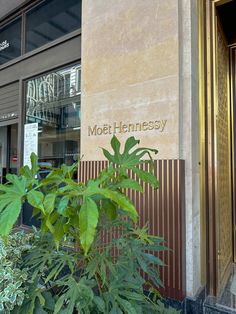 there is a plant in front of the building that says most hennessy on it