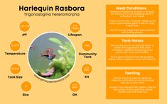 the information card for harlequin rasbora is shown in orange and yellow