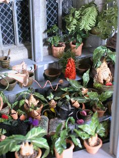 there are many potted plants on the shelves