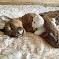 a dog laying on top of a bed next to a stuffed animal