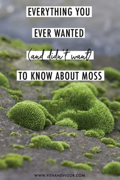 moss growing on rocks with the words everything you ever wanted and didn't want to know