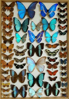 a wooden frame filled with lots of blue and brown butterfly's in different colors