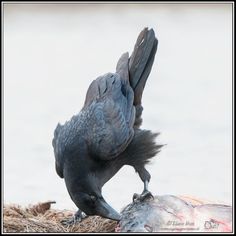 a large black bird standing on top of a dead fish