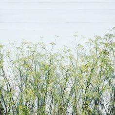 there are many tall green plants in the field