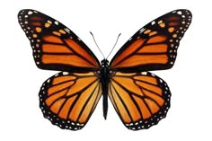 an orange butterfly with white dots on it's wings