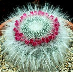 a cactus with pink and white flowers in a pot