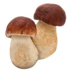 two mushrooms sitting side by side on a white background