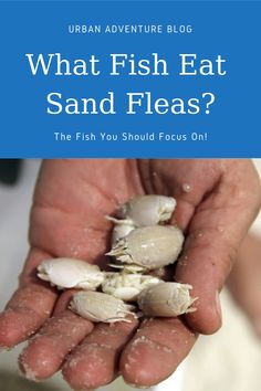 a person holding some food in their hands with the words what fish eat sand fleas?