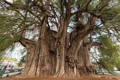 the large tree is very old and has many leaves growing on it's branches