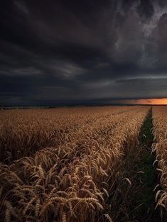 the sun is setting over a large field of wheat as it stands in front of dark clouds