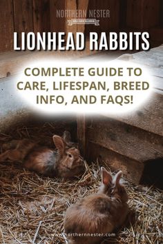 the complete guide to care, life span, and faqs for lonlhead rabbits