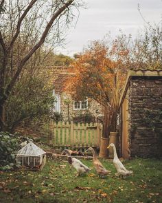 three geese are walking around in the yard