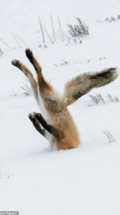 an animal that is in the snow with it's front legs up and feet out