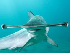 a close up of a shark swimming in the ocean