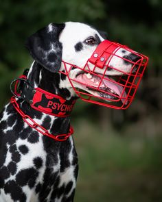 a dalmatian dog with its mouth open wearing a red cage on it's head