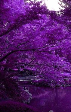 purple trees and water in the park