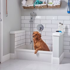 a brown dog sitting in a bathtub next to a shower