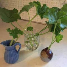 two vases with plants in them sitting on a table