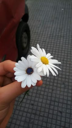 two white daisies are held up in front of a red car on the street