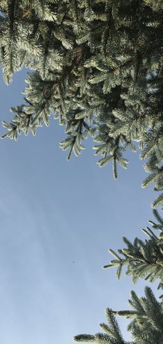 pine tree branches against the blue sky