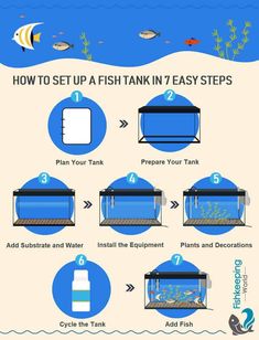 how to set up a fish tank in 7 easy steps - infographical poster