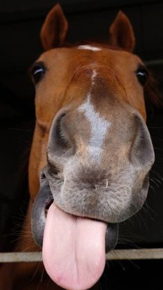 I love horse 😜 Funny Horse Pictures, Beautiful Horse Pictures, Horse Inspiration, Funny Horses, Horse Wallpaper, Horse Aesthetic