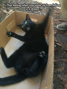 a black cat sitting in a cardboard box with its paws out and eyes wide open