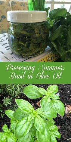 basil in olive oil is an easy way to preserve fresh basil leaves and other herbs