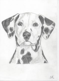 a pencil drawing of a dalmatian dog