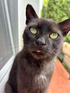 a black cat with green eyes looking at the camera