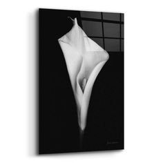 a black and white photo of a calla lily flower with its petals still attached