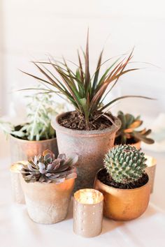 succulents and candles are arranged in pots on a white tablecloth with gold rimmed candle holders