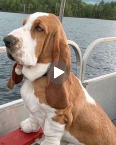 a brown and white dog sitting on top of a boat