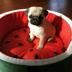 a small dog is sitting in a watermelon bed