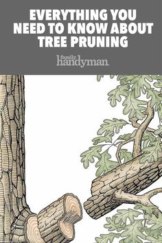 a tree trunk with the words everything you need to know about tree pruning