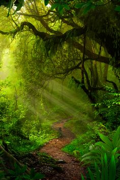 a path in the middle of a lush green forest