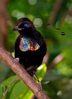 a colorful bird sitting on top of a tree branch